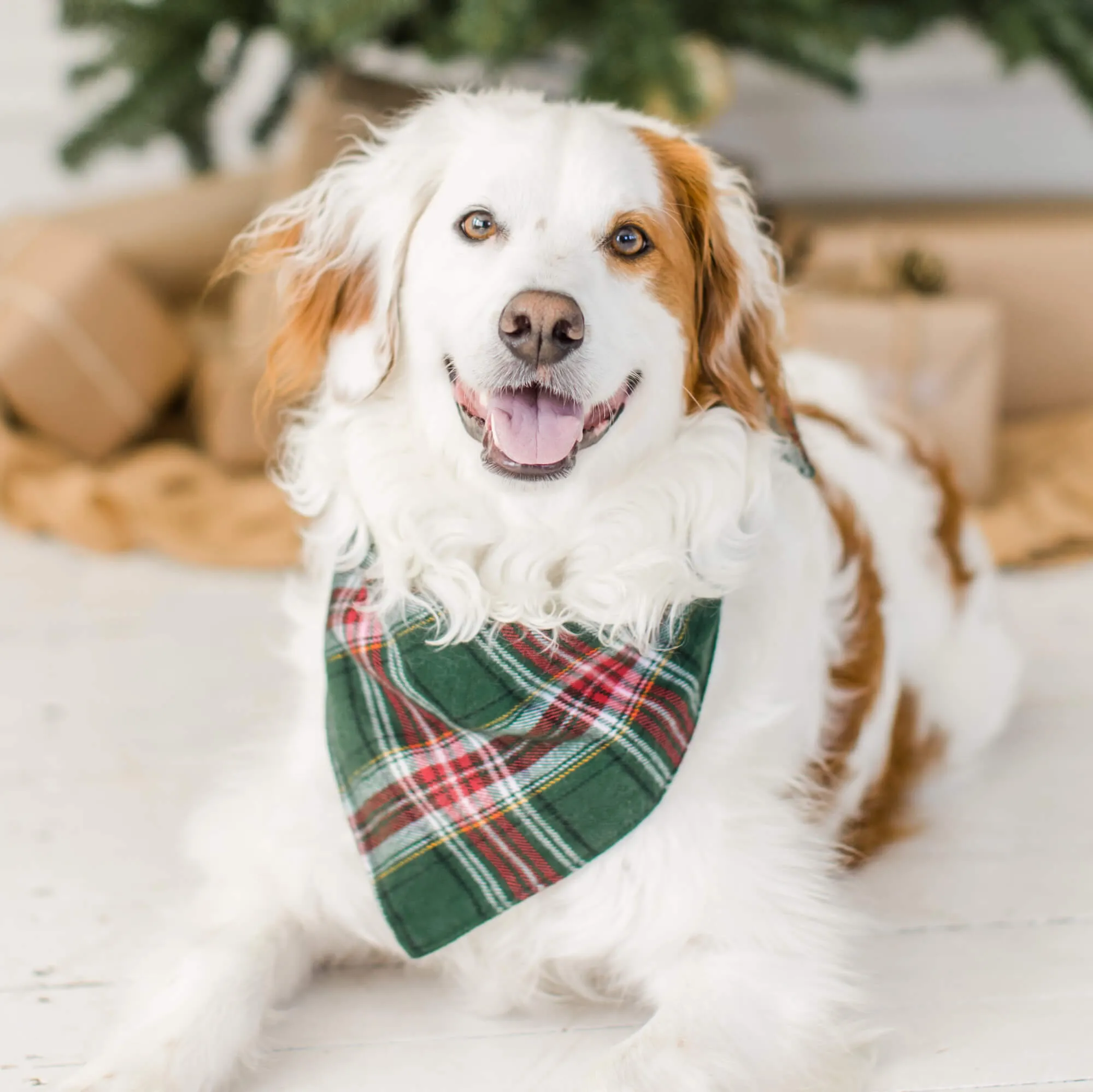 Holly Jolly Plaid Flannel Dog Bandana